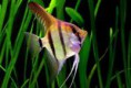 /album/hs-peixes-ornamentais/acara-bandeira-jpg/